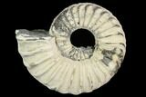 Ammonite (Pleuroceras) Fossil - Germany #125394-1